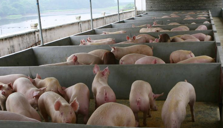 養(yǎng)豬場污水怎么處理比較好？-樂中環(huán)保