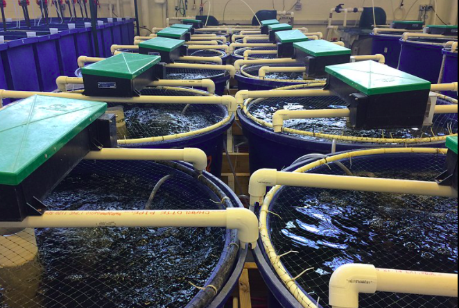 用于養(yǎng)殖場(chǎng)污水處理的新工藝，預(yù)計(jì)可降低28%運(yùn)營(yíng)成本01