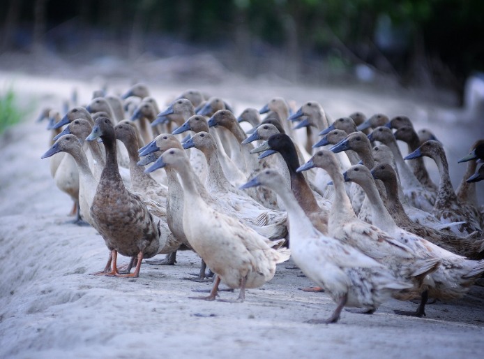 農(nóng)村養(yǎng)殖戶如何低成本有效處理污水，這兩種做法你應(yīng)該知道!