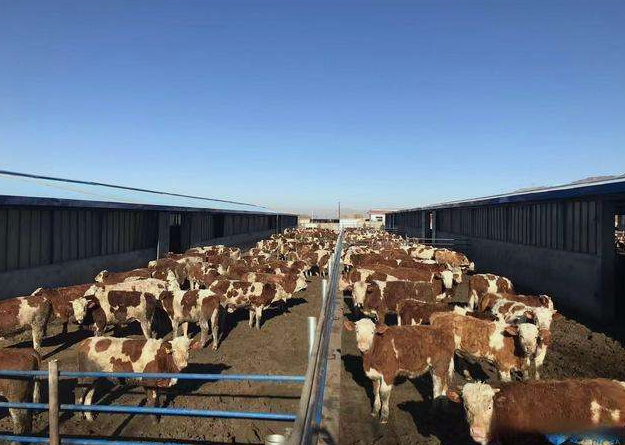 養(yǎng)殖場(chǎng)污水直接排放會(huì)面臨哪些處罰？JPEG.2