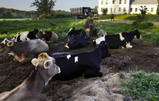 養(yǎng)殖場(chǎng)污水處理設(shè)備需要石灰輔助嗎-青島樂中環(huán)保1 養(yǎng)殖場(chǎng)污水處理設(shè)備需要石灰輔助嗎-青島樂中環(huán)保1