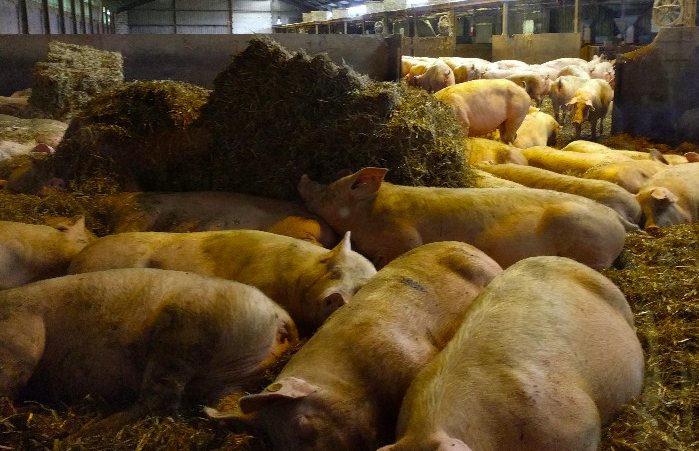 養(yǎng)豬場(chǎng)污水處理方法有哪些？選對(duì)工藝成本低效果好！