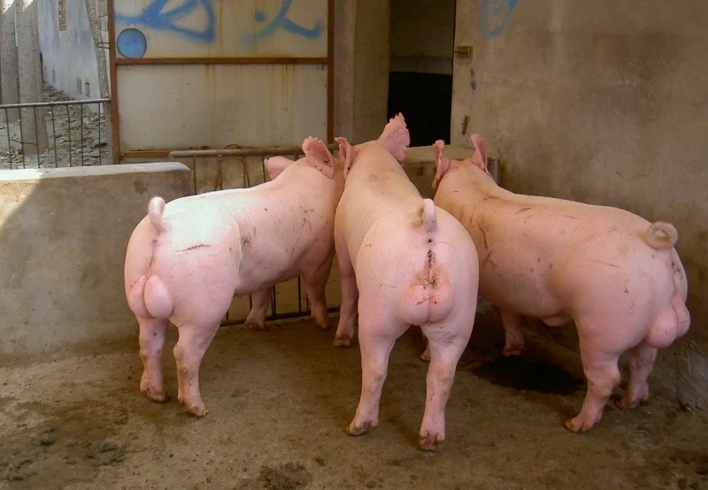 種豬養(yǎng)殖污水處理設(shè)備|工藝流程|排放標準 種豬養(yǎng)殖污水處理設(shè)備|工藝流程|排放標準